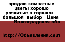 продаю комнатные цветы хорошо развитые в горшках - большой  выбор › Цена ­ 100 - Волгоградская обл.  »    